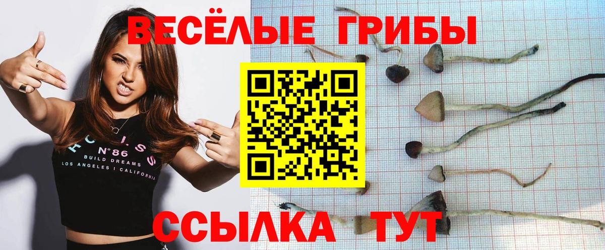 Ижевск  Галлюциногенные грибы прущие грибы  Вход с VPN  Псилоцибиновые грибы Psilocybe 